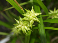 Carex grayii